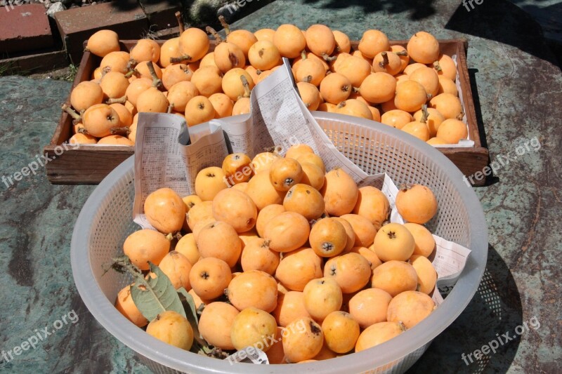 Chiba Loquat Lake Biwa Free Photos