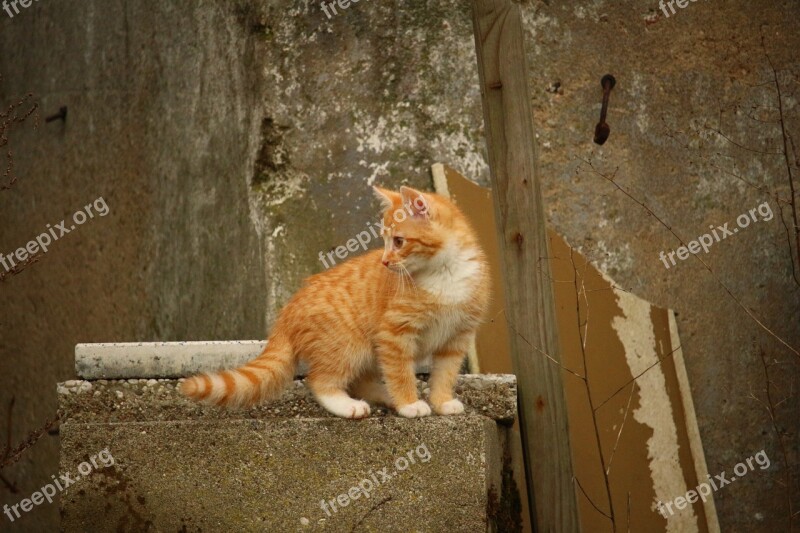 Cat Kitten Stone Wall Young Cat Cat Baby