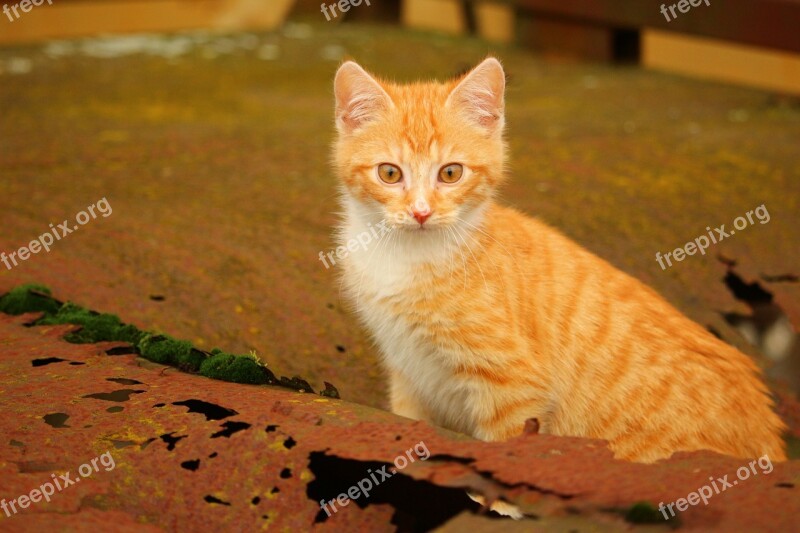 Cat Kitten Rust Red Mackerel Tabby Young Cat