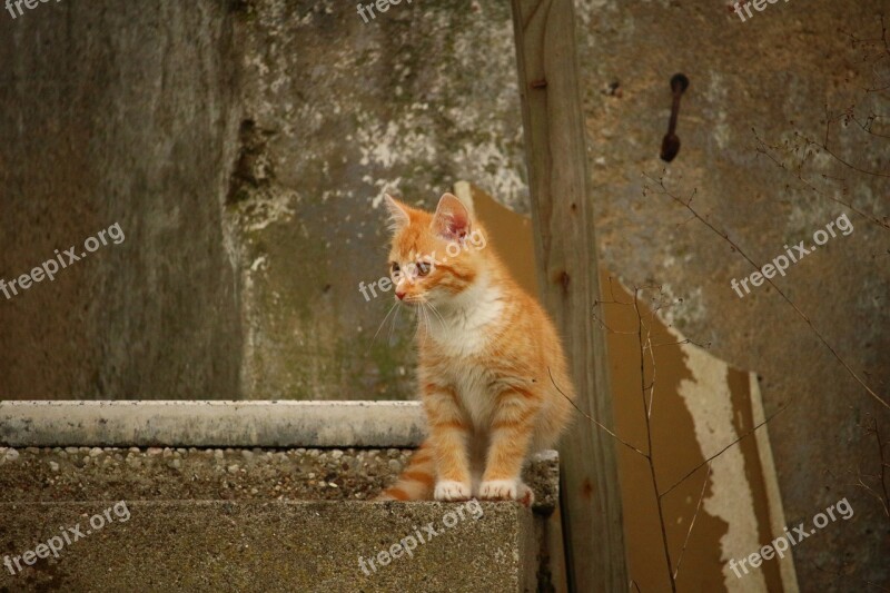 Cat Red Mackerel Tabby Kitten Cat Baby Wall