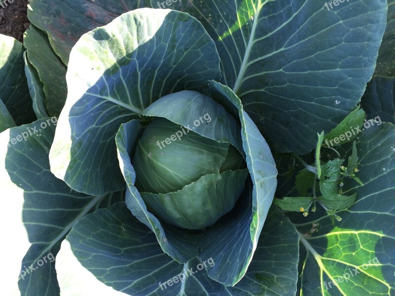 Cabbage Organic Vegetables Farm Fresh