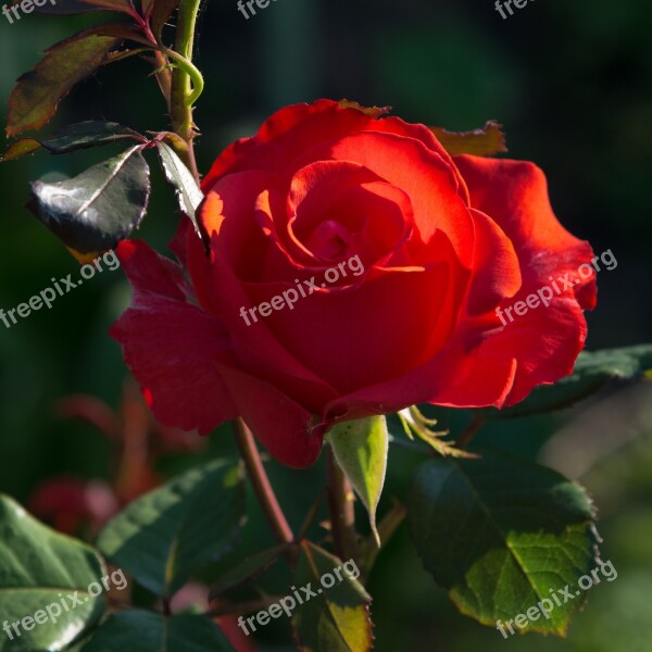 Rose Red Flower Closeup Wild Rose