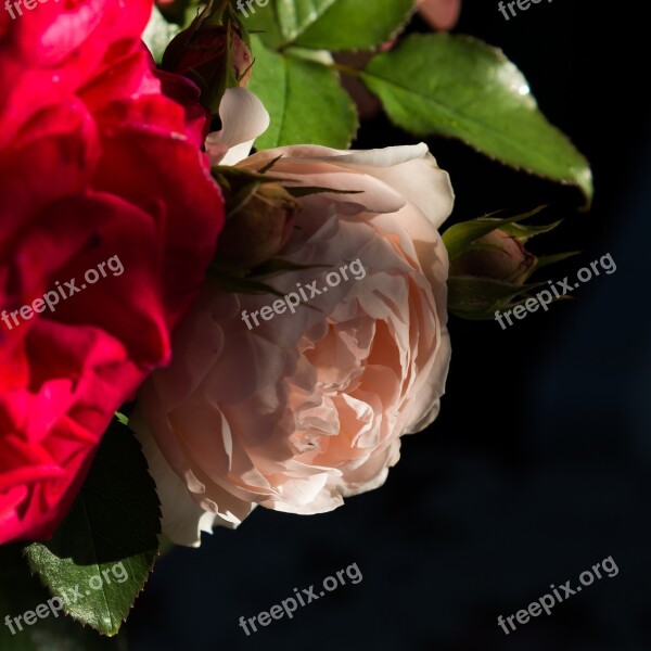 Rose Bouquet Roses Flowers Beautiful Flowers