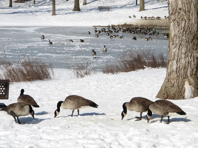 Winter Animals Birds Snow Nature