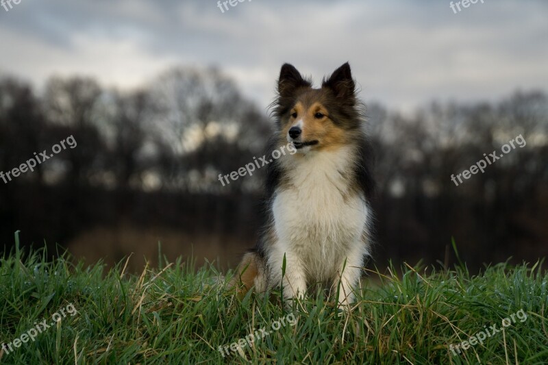 Dog Sheltie Close Up Trees Free Photos