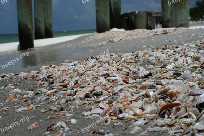 Mussels Beach Shells Sand Free Photos