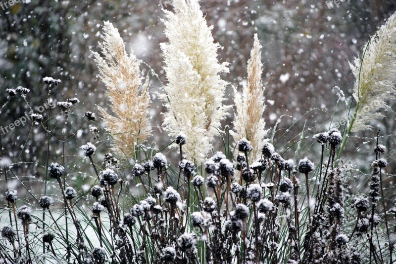 Snow It's Snowing Winter Frost Snowflakes