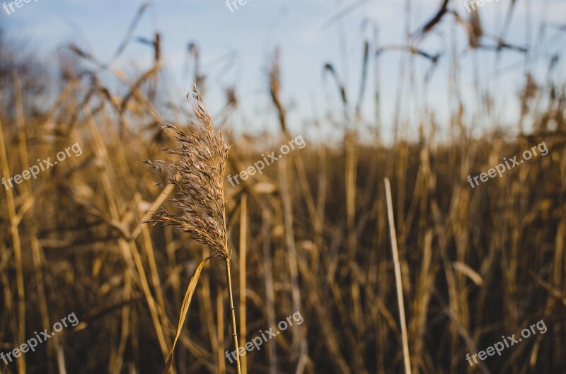 Reed Nature Landscape Field Autumn