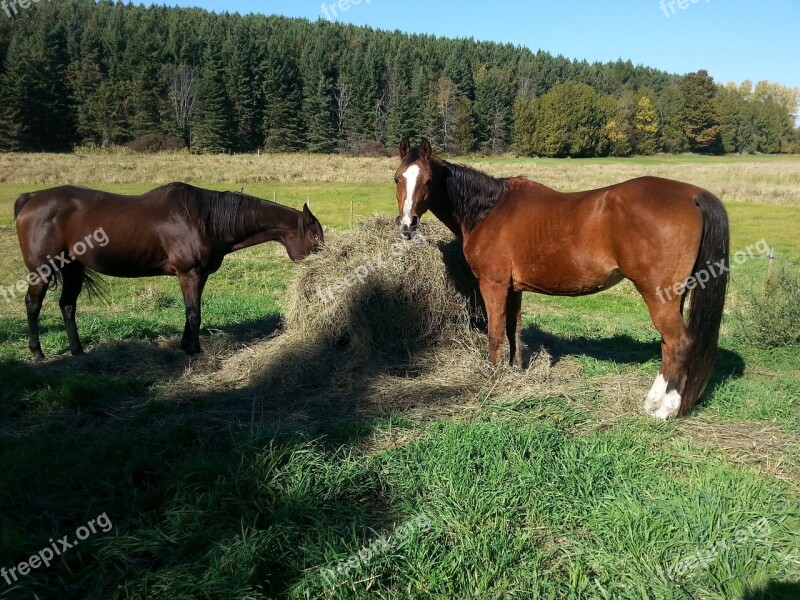 Horse Field Farm Nature Mare