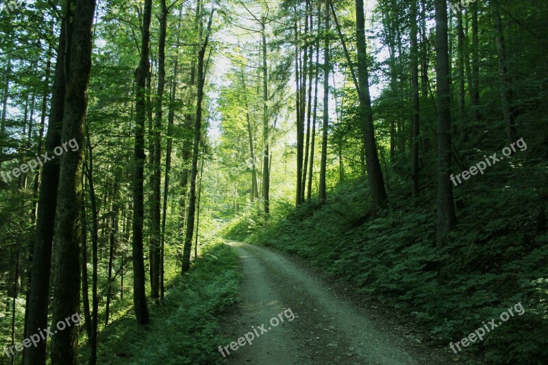 Forest Glade Green Sun Forest Path