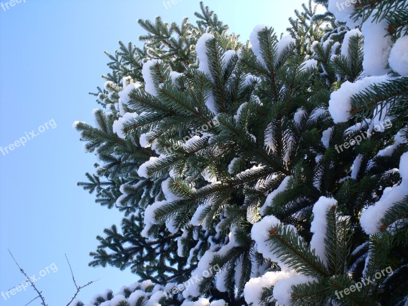 Fir Tree Christmas Tree Snow Christmas Green