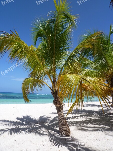 Sand Caribbean Coconut Tropical Sandy Beach