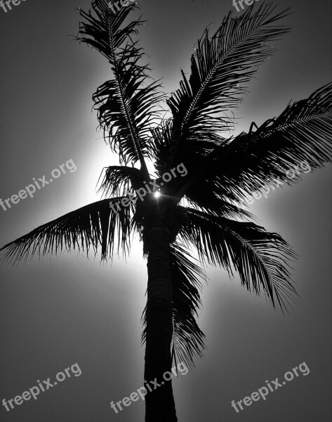 Palm In Black And White Palm Florida Sun Caribbean