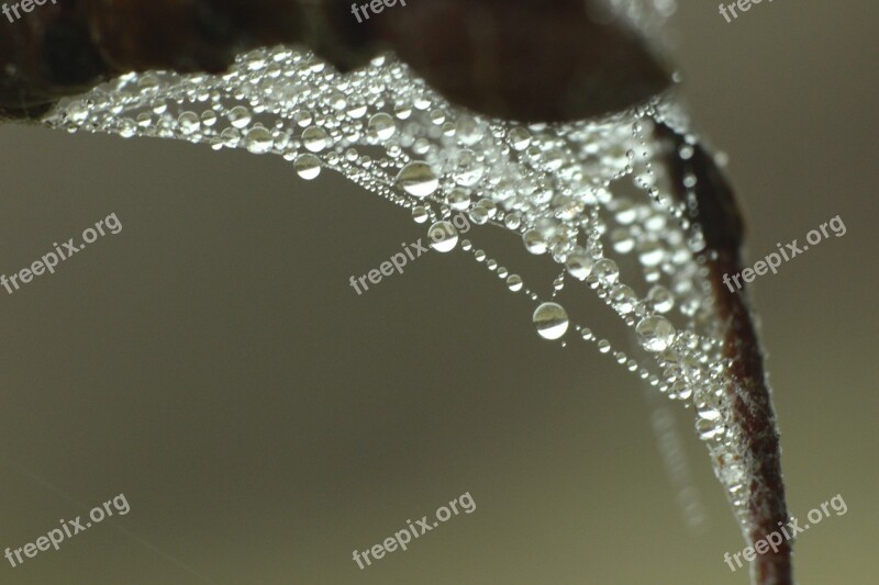 Cobweb Dew Drop Of Water Macro Close Up