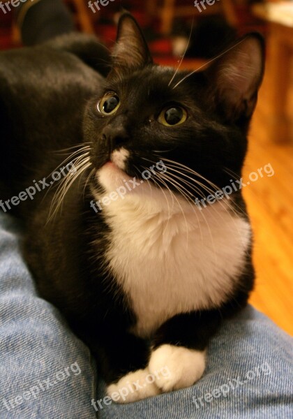 Tuxedo Cat Head Face Macro Close Up