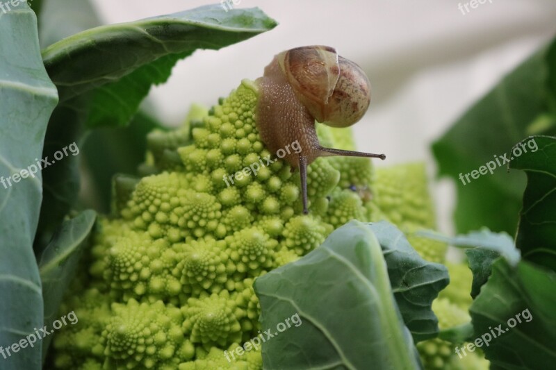 Romanesco Snail Green Shell Nature