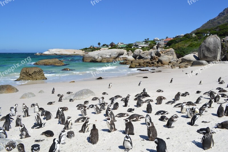 Penguins South Africa Cape Town Beach Ocean