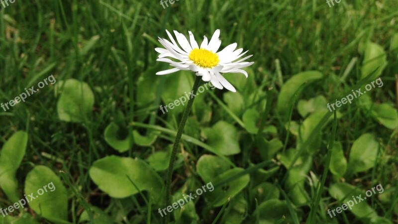 Flower Bokeh Spring Floral Blossom