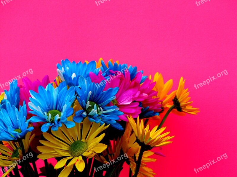 Margaritas Colors Flowers Free Photos