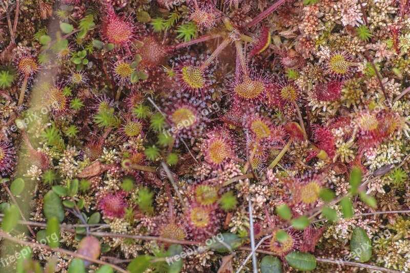 Holidays Nature Drosera Bieszczady Holiday