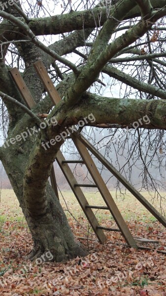 Tree Nature Ladder Apple Environment