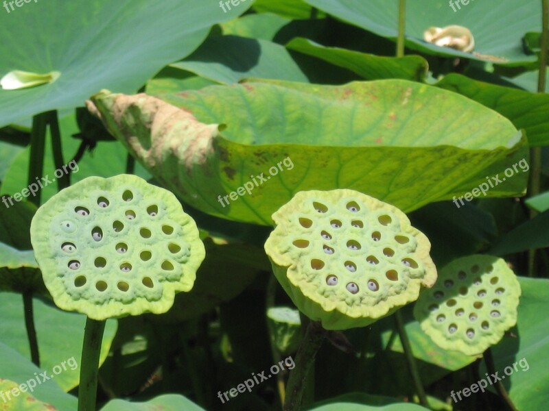 Nature Water Plants Pond Free Photos