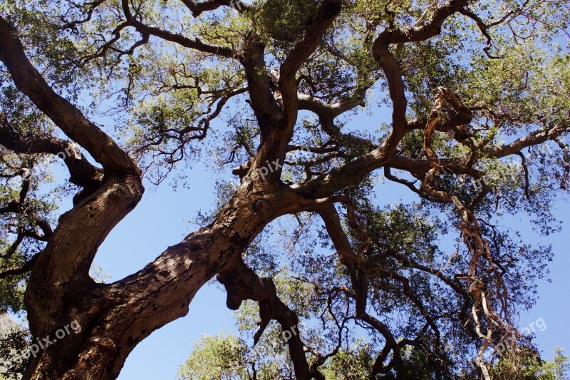 Tree Nature Natural Green Nature Background