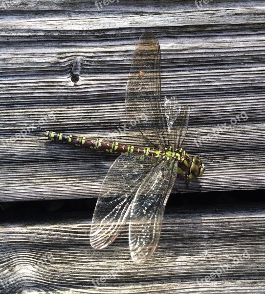 Dragonfly Insect Wing Free Photos