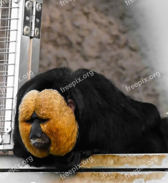 Animal Monkey Weisskopfsaki Monkey Portrait Zoo