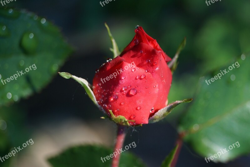 Rose Red Bud Garden Flower