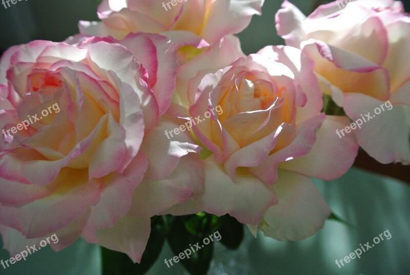 Roses Peace Pink Flower Yellow Flower White Flower