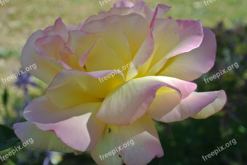 Flower Rose Peace Pink Floral