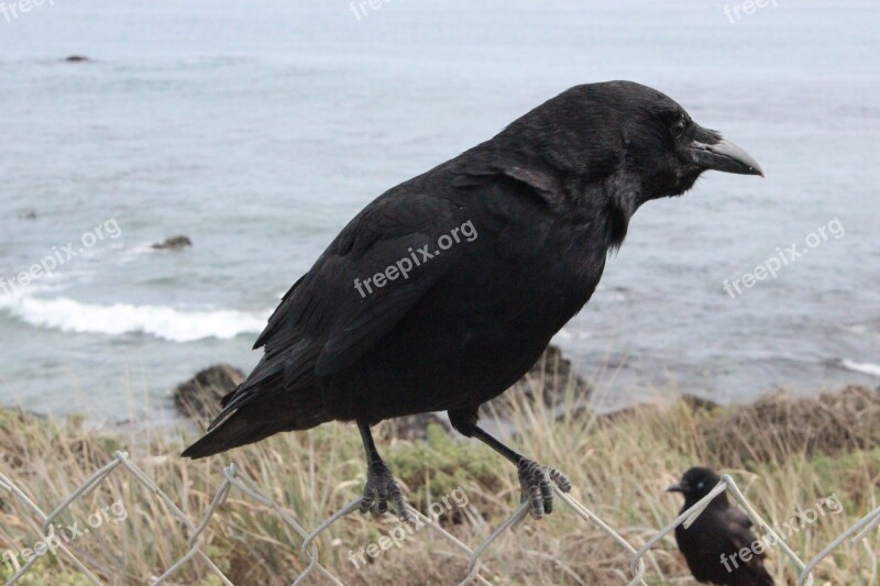 Crow Black Raven Bird Nature