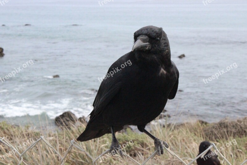 Crow Black Raven Dark Wildlife