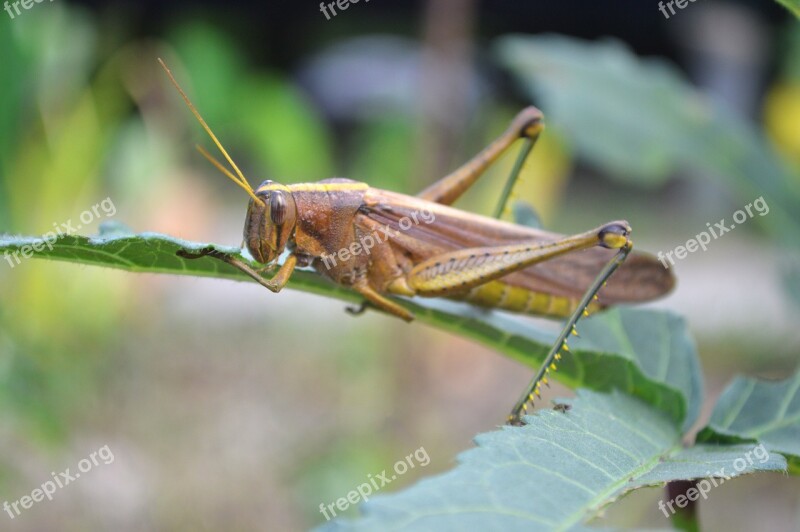 Nature Grasshopper Guyana Free Photos