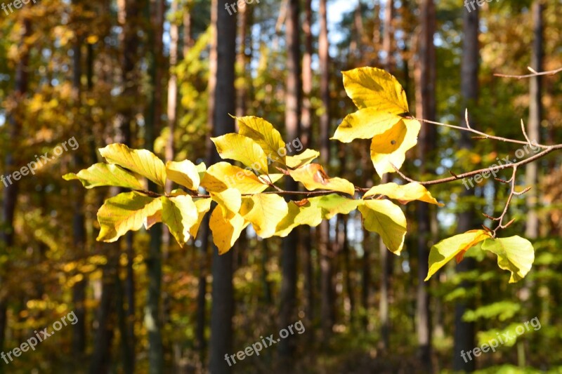 Tree Forest Foliage Nature Autumn