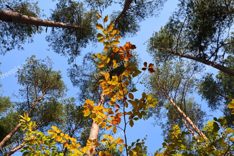 Tree Canopy Autumn Green Foliage