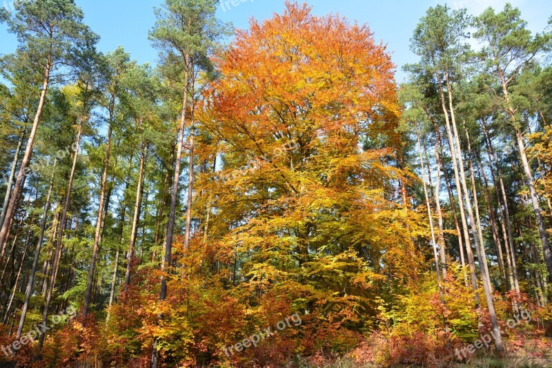 Tree Autumn Forest Nature Foliage