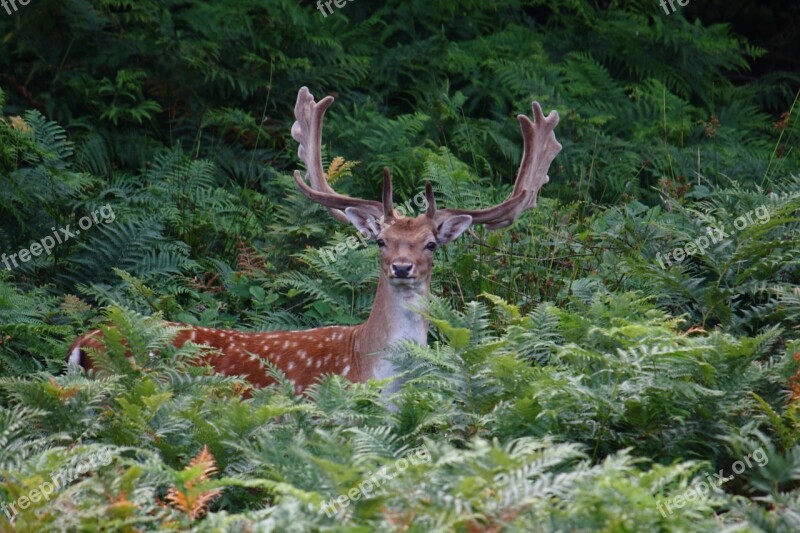 Romsø Fyn Expensive Fallow Deer Game