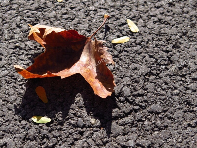 Leaf Autumn Fall Autumn Leaves Nature