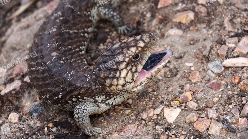 West Australia Pinecone Lizard Aboriginal Blue Tongue Reptile