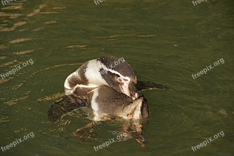 Penguin Water Clean Humboldt Penguin Water Bird