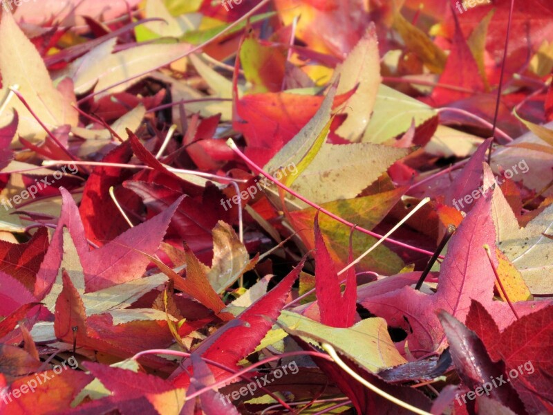 Autumn Leaves Red Dried Leaves Brown Leaf