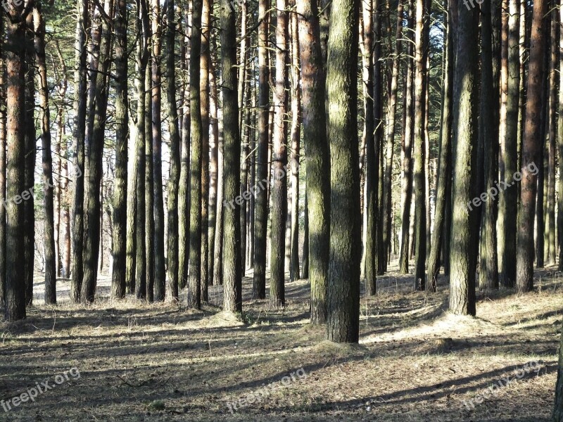 Pine Forest Pines Trees Woods Forest