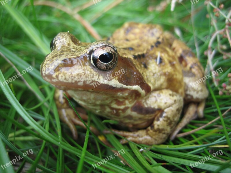 The Frog Nature Amphibian Green Free Photos