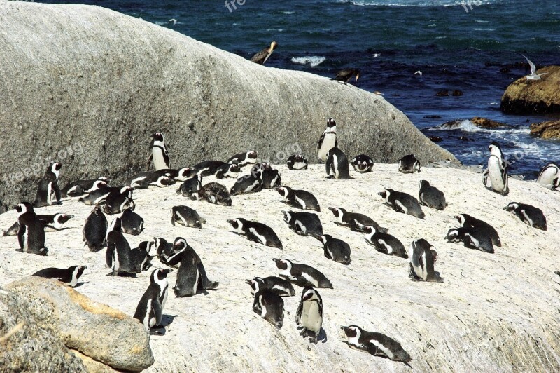 South Africa Shore Penguins The Cap Colony