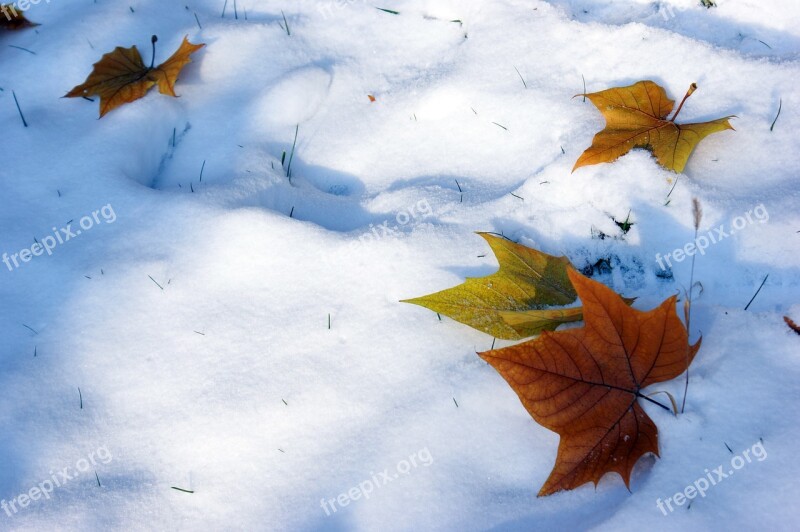 Snow Defoliation Winter Free Photos