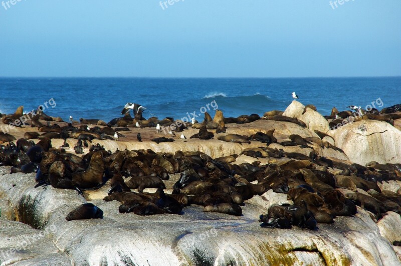 South Africa Shore Sea Lions The Cap Wild