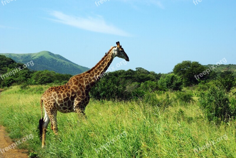 South Africa Kruger Park Giraffe Savannah Wild