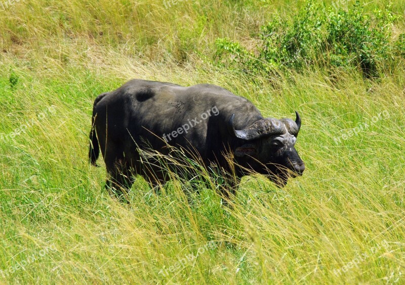 South Africa Kruger Park Buffalo Savannah Wild